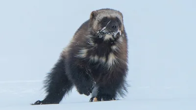 Постер 4 серии 1 сезона сериала «Mammals»