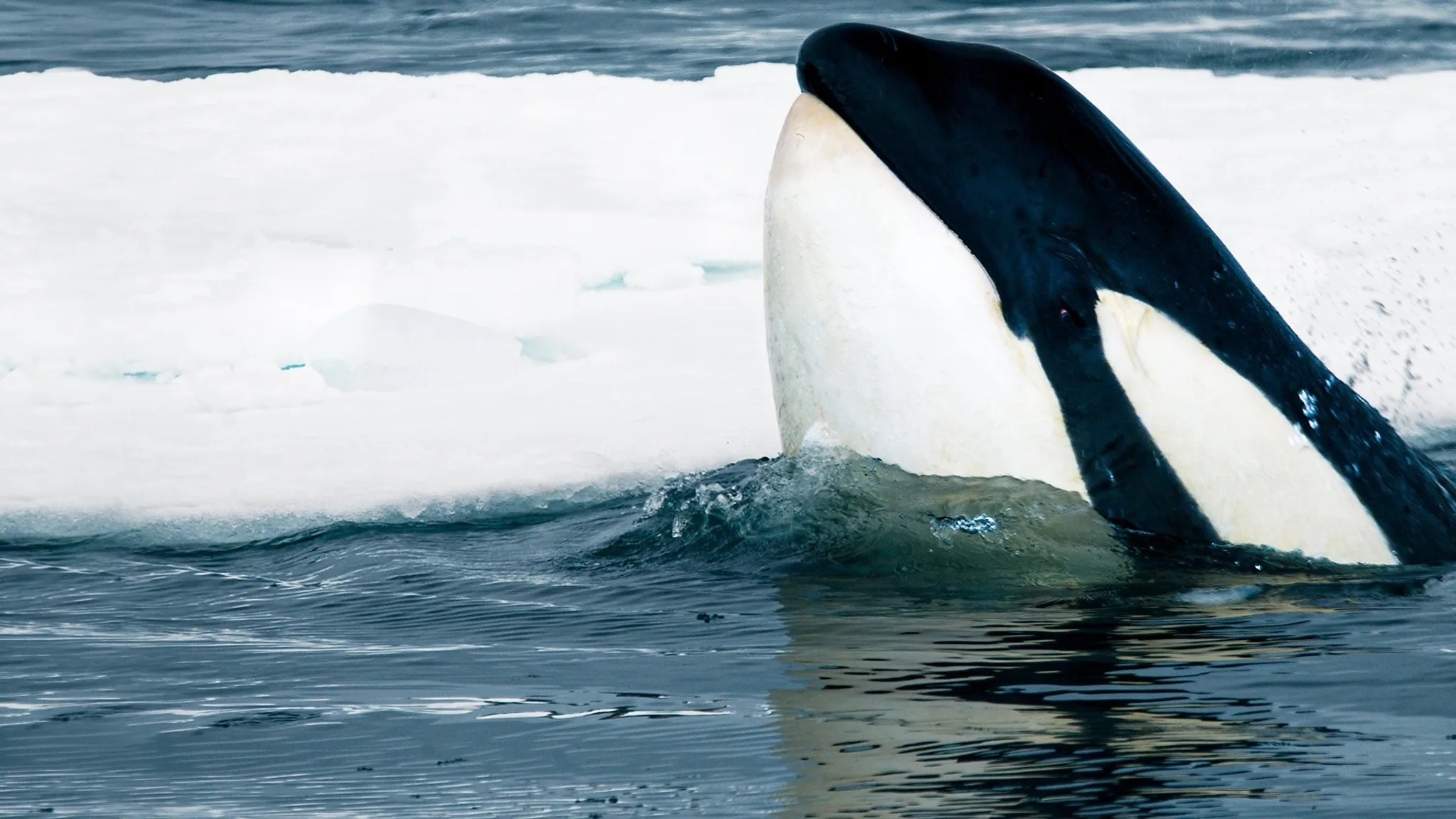 Постер фильма «Expedition Killer Whale»