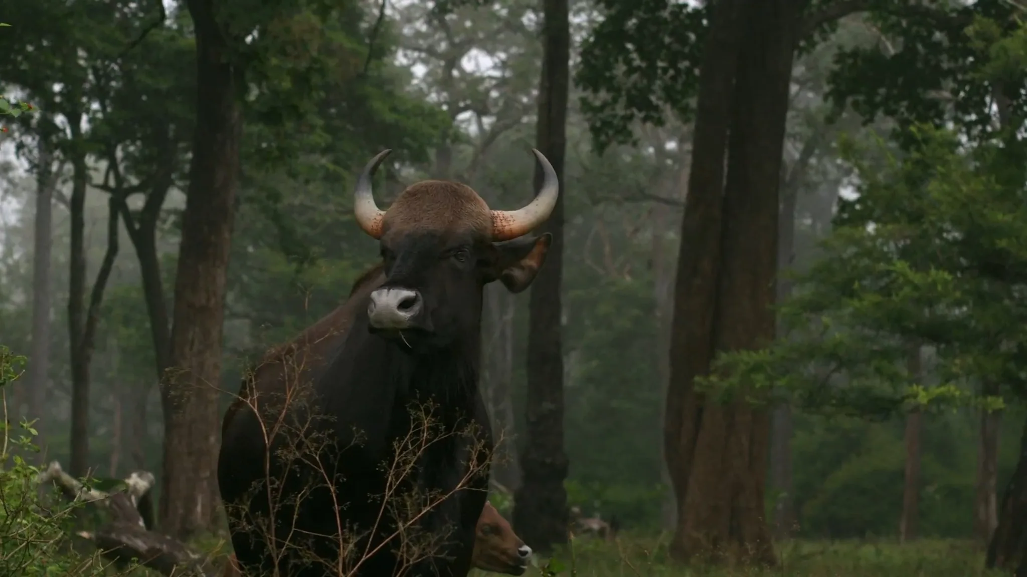 Постер фильма «Wild Karnataka»