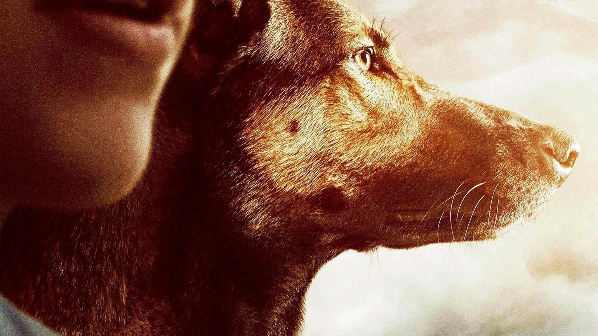 Постер фильма «Макс»