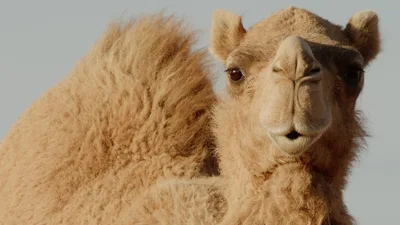 Постер 5 серии 1 сезона сериала «Mammals»