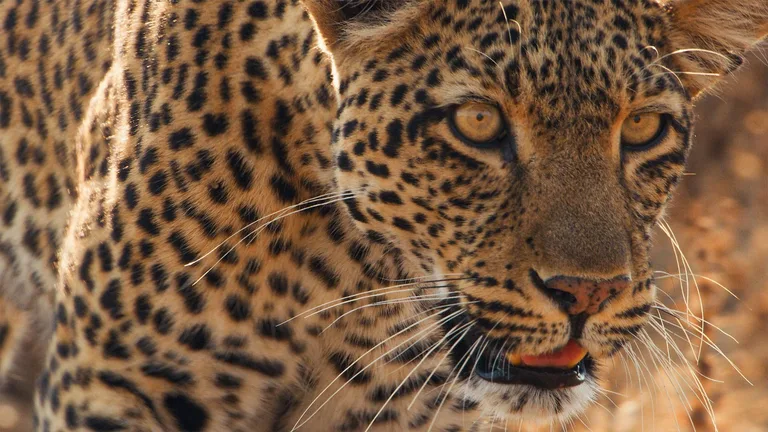 Постер 1 серии 1 сезона сериала «Mammals»