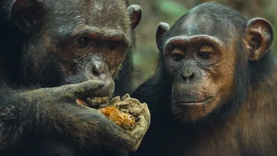 Постер 6 серии 1 сезона сериала «Mammals»