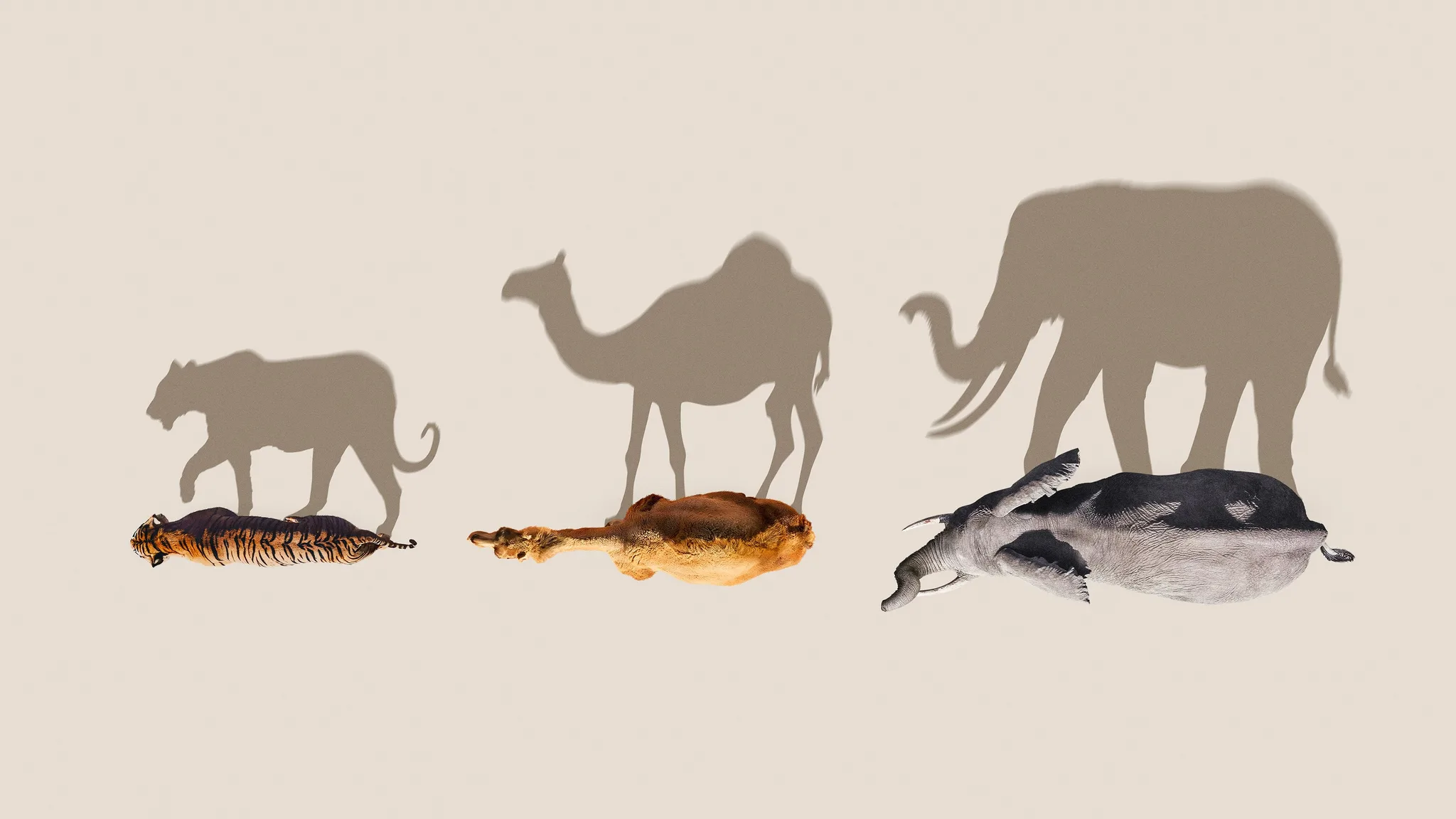 Постер фильма «Mammals»